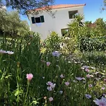 Kyparissia De Wandelboom *