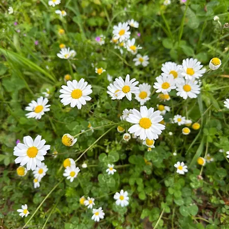 Σπίτι διακοπών Kyparissia De Wandelboom