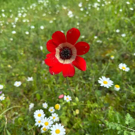 בית נופש Kyparissia De Wandelboom *