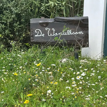 Kyparissia De Wandelboom