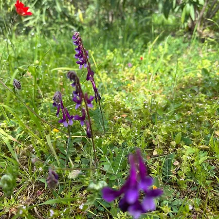 Kyparissia De Wandelboom Nyaraló *