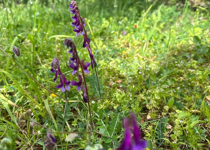 Kyparissia De Wandelboom Σπίτι διακοπών *